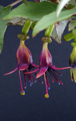 The flowers of the Kōtukutuki tree