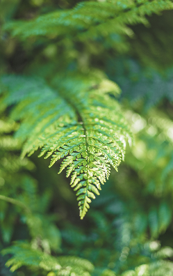 A green fern leaf