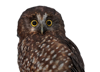 A small, dark brown owl looking into the camera