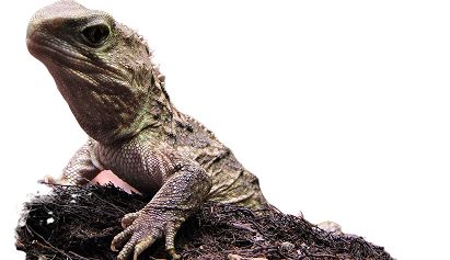 The Tuatara reptile