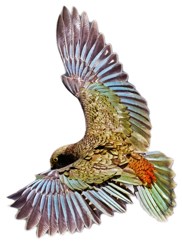 The Kākā bird