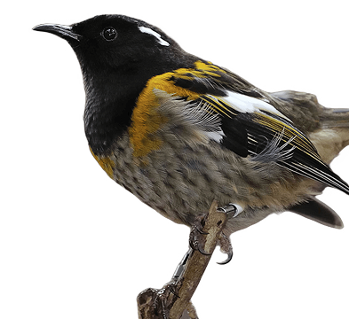 A Hihi with a black head with white ear tufts and yellow
                                        neck