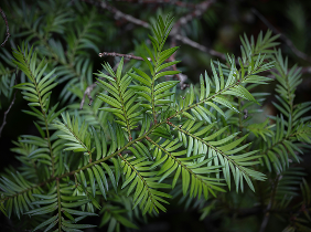 A close-up of the leaves of a Miro tree
