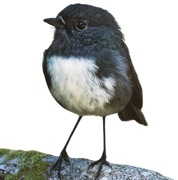 A small dark gray-black Robin