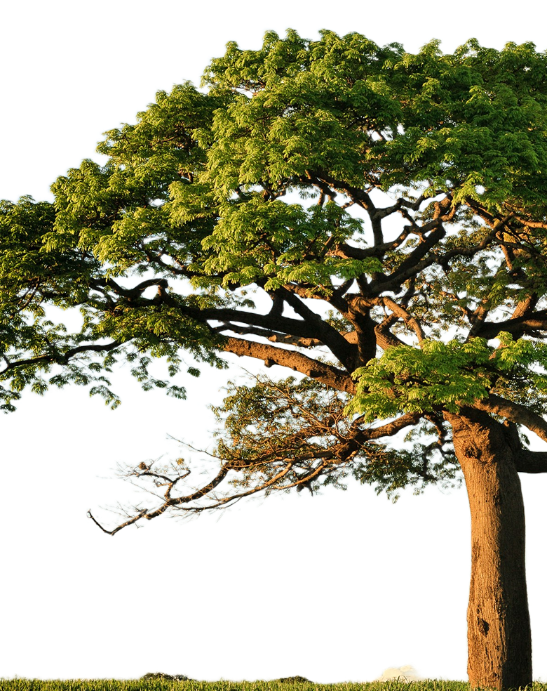 A New Zealand tree