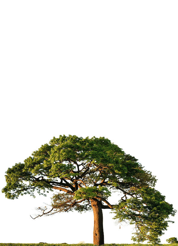 A New Zealand tree